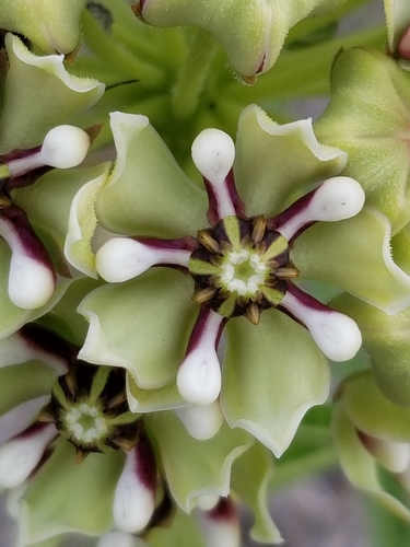 Asclepias asperula (Antelope horns) — photo