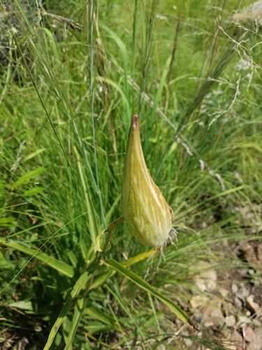 Asclepias asperula (Antelope horns) — photo