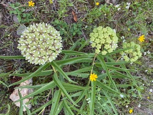 Asclepias asperula