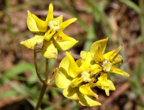 Asclepias aurea (Golden star drops) — photo