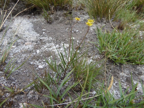 Asclepias aurea (Golden star drops) — photo