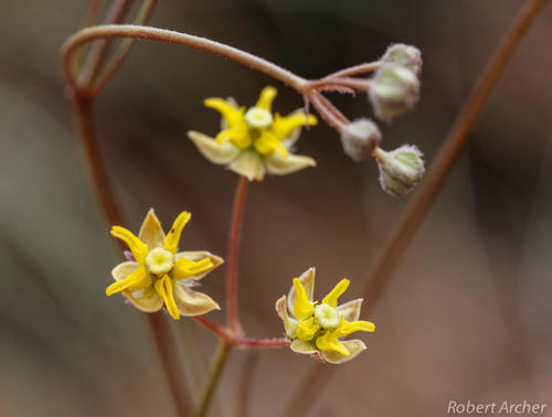 Asclepias aurea