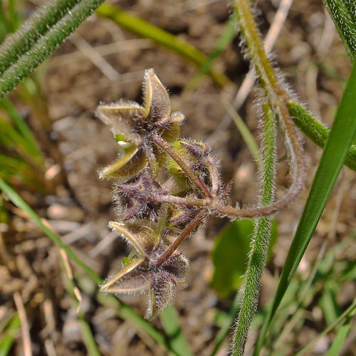 Asclepias bicuspis — photo
