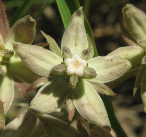 Asclepias brevicuspis (Cusped turret-flower) — photo