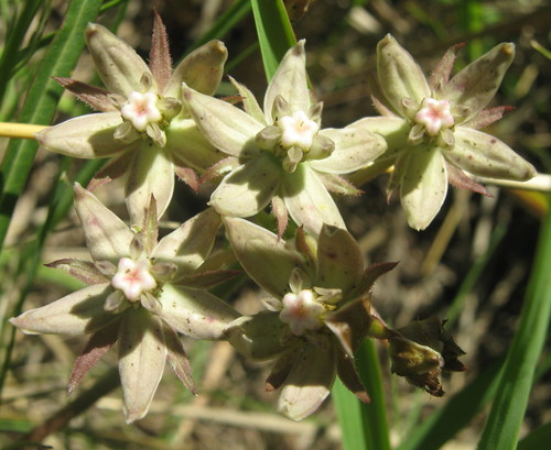 Asclepias brevicuspis