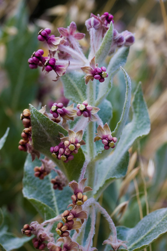 Asclepias californica (California milkweed) — photo