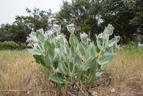 Asclepias californica (California milkweed) — photo