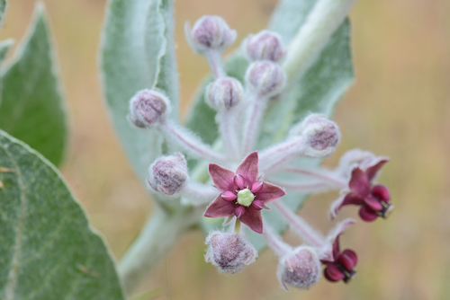 Asclepias californica
