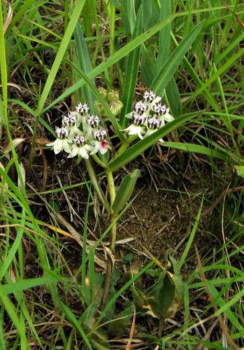 Asclepias crassinervis (Milk weed) — photo