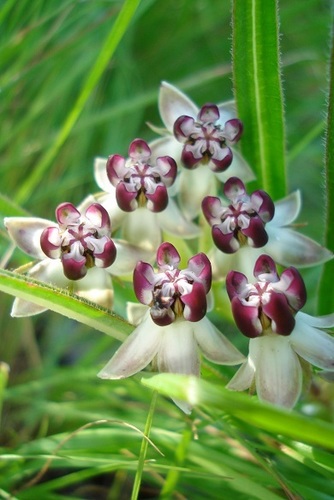Asclepias crassinervis (Milk weed) — photo