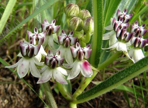 Asclepias crassinervis