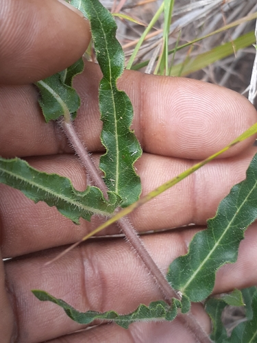 Asclepias crispa — photo
