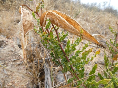 Asclepias crispa — photo
