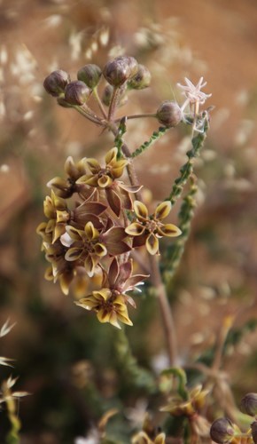 Asclepias crispa