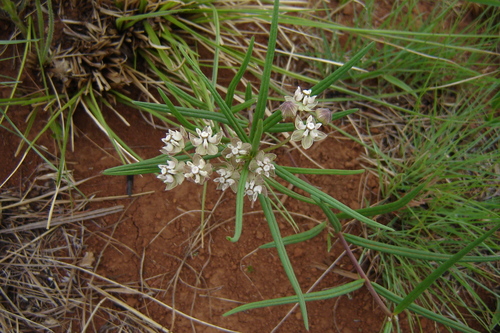 Asclepias cucullata (Hooded meadow star) — photo