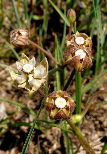 Asclepias cucullata (Hooded meadow star) — photo