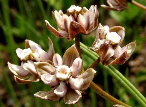Asclepias cucullata