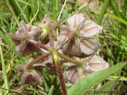 Asclepias cultriformis (Satellite-dish) — photo