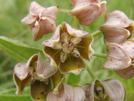 Asclepias cultriformis