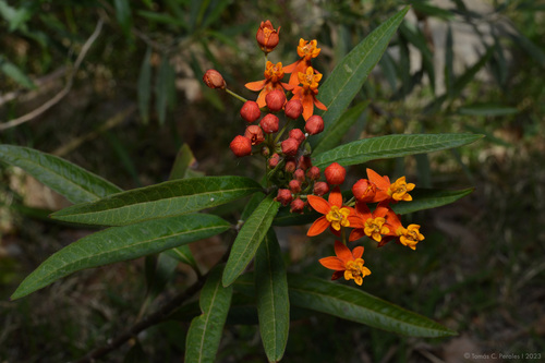 Asclepias curassavica (Butterweed) — photo