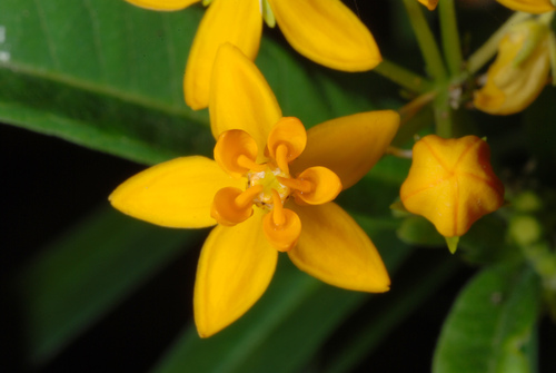 Asclepias curassavica (Butterweed) — photo