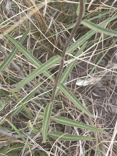 Asclepias densiflora — photo