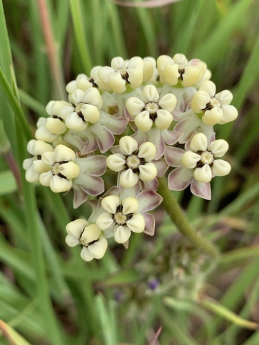 Asclepias densiflora