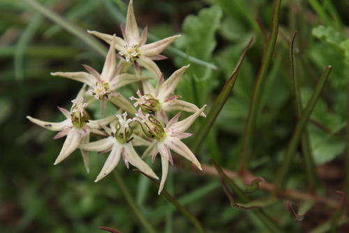 Asclepias eminens