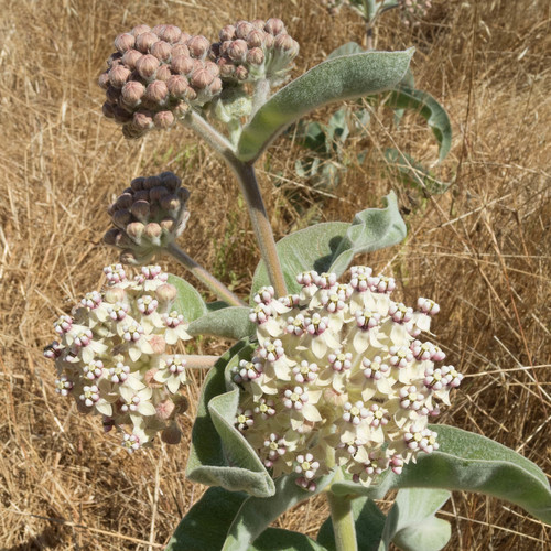 Asclepias eriocarpa (Indian milkweed) — photo