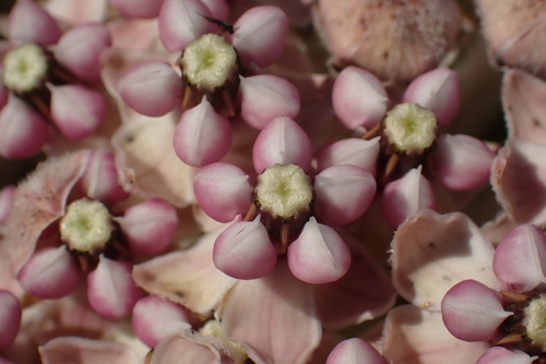 Asclepias eriocarpa (Indian milkweed) — photo