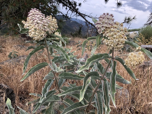 Asclepias eriocarpa