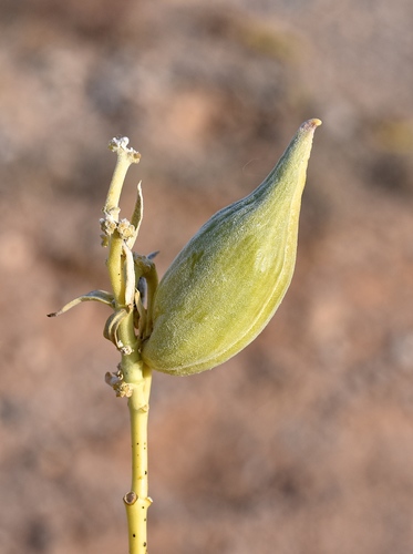 Asclepias erosa (Desert milkweed) — photo
