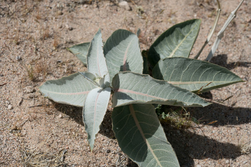 Asclepias erosa (Desert milkweed) — photo