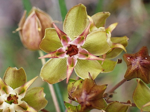 Asclepias expansa (Milk weed) — photo
