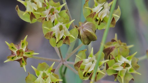 Asclepias expansa (Milk weed) — photo