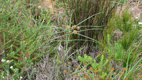 Asclepias expansa
