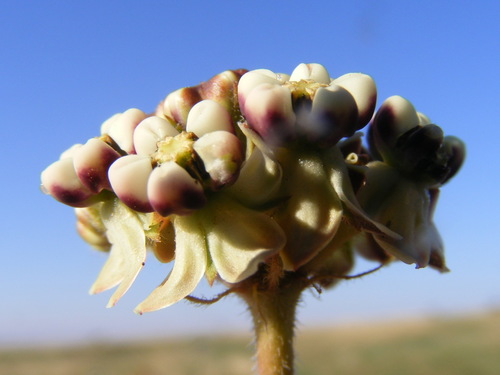 Asclepias fallax (Milk weed) — photo
