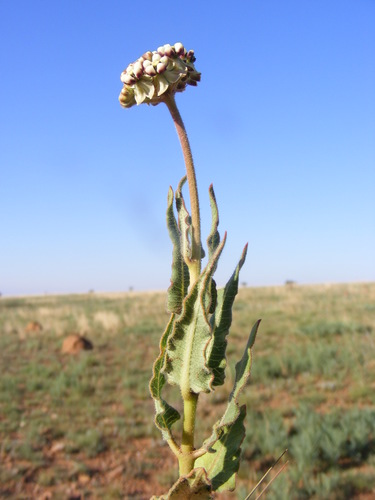 Asclepias fallax (Milk weed) — photo
