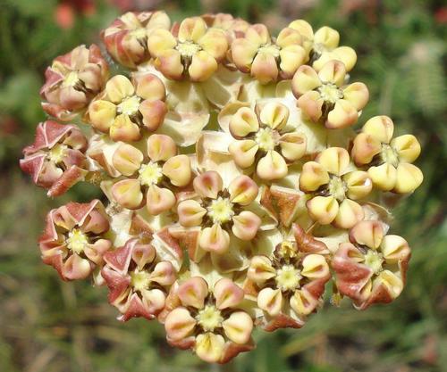 Asclepias fallax