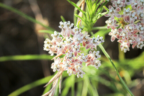 Asclepias fascicularis (Mexican milkweed) — photo