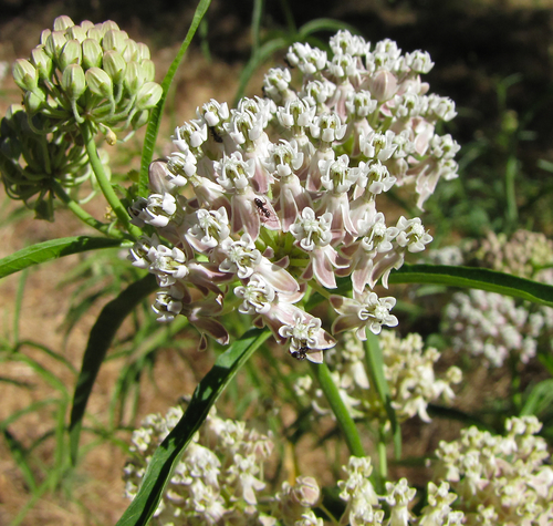 Asclepias fascicularis (Mexican milkweed) — photo