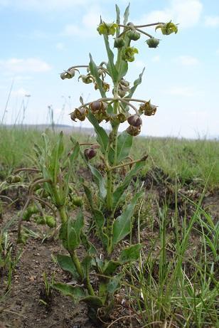 Asclepias fulva (Button heads) — photo