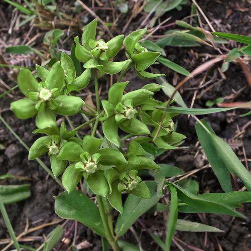 Asclepias fulva (Button heads) — photo