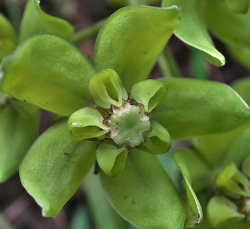 Asclepias fulva