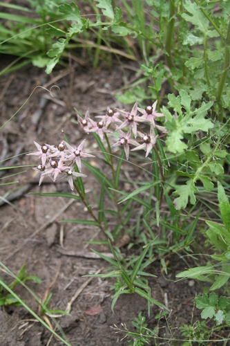 Asclepias gibba (Horned turret flower) — photo