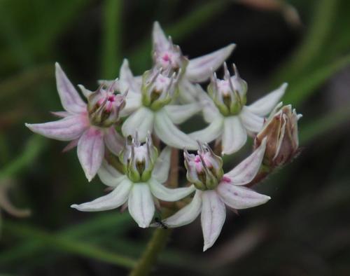 Asclepias gibba (Horned turret flower) — photo