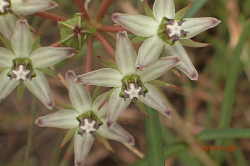 Asclepias gibba