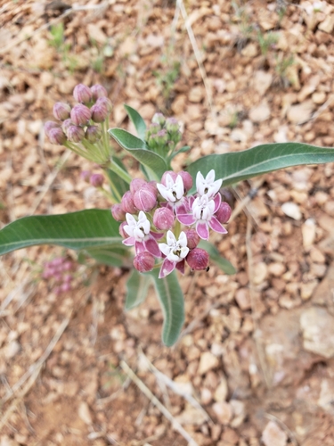 Asclepias hallii (Purple silkweed) — photo