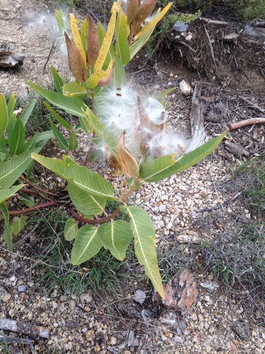 Asclepias hallii