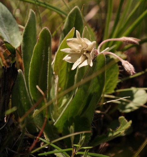 Asclepias humilis — photo